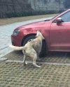 stray-dogs-destroy-a-car-in-china-jetta-gets-bitten-into-submission_3.jpg
