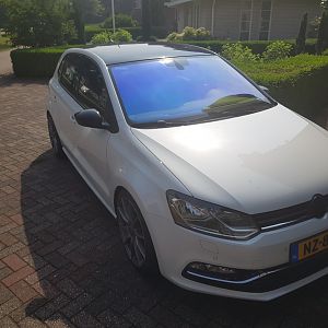 Polo Tint (1)